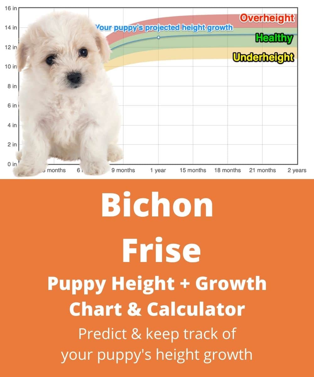 bichon-frise Puppy height Growth Chart